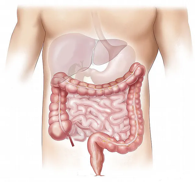A diagram of a colon